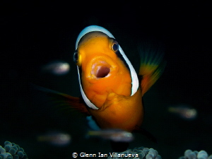 This is a photo of a clownfish, looking like he/she singi... by Glenn Ian Villanueva 